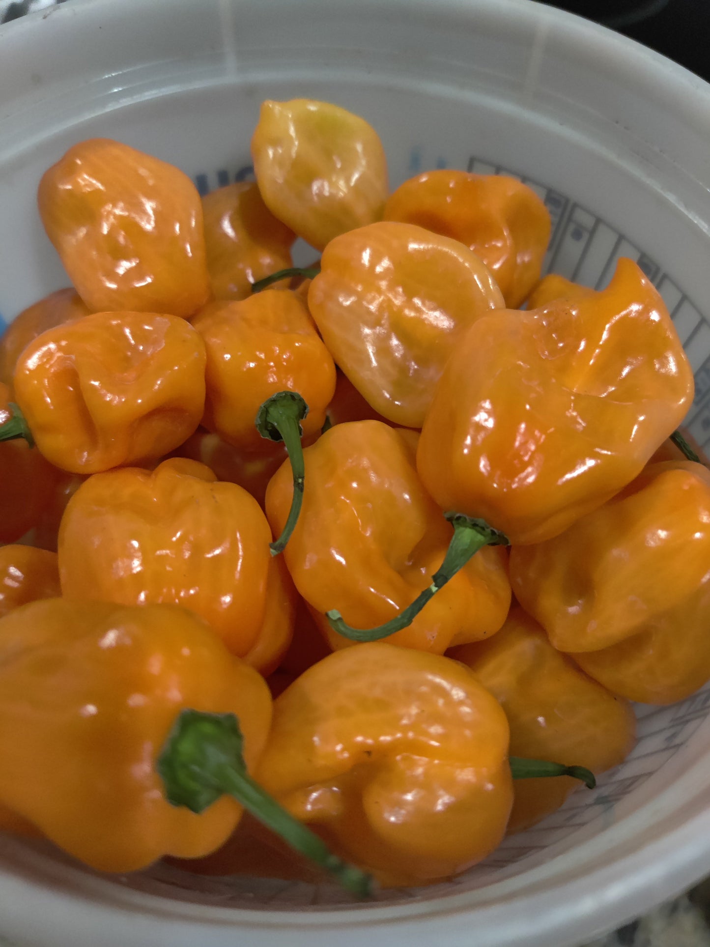 Fresh Homegrown Habanero Peppers – Pack of 5
