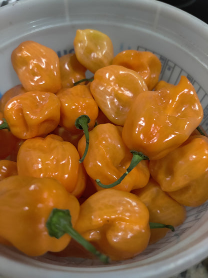 Fresh Homegrown Habanero Peppers – Pack of 5