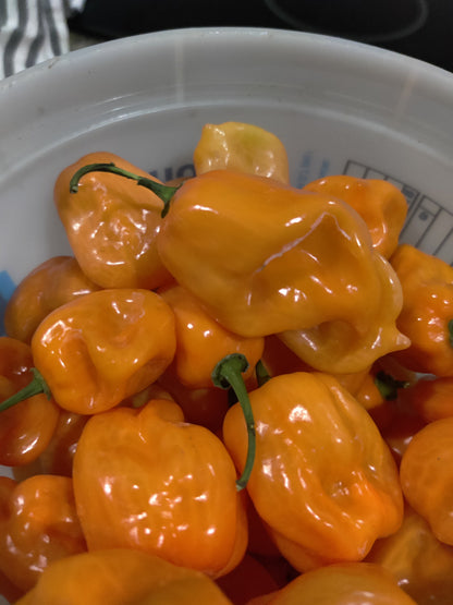 Fresh Homegrown Habanero Peppers – Pack of 5
