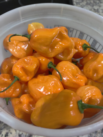 Fresh Homegrown Habanero Peppers – Pack of 5