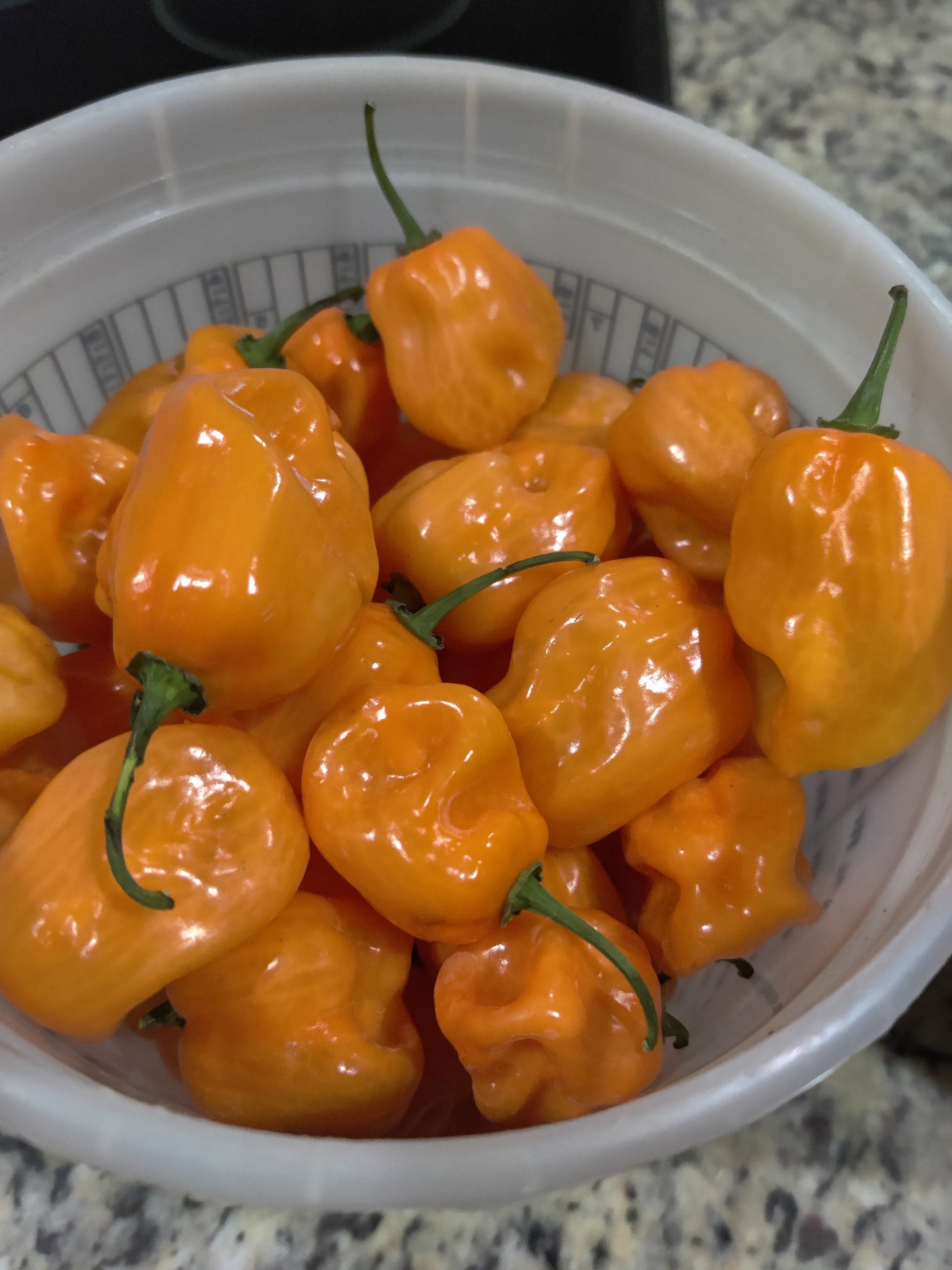 Fresh Homegrown Habanero Peppers – Pack of 5