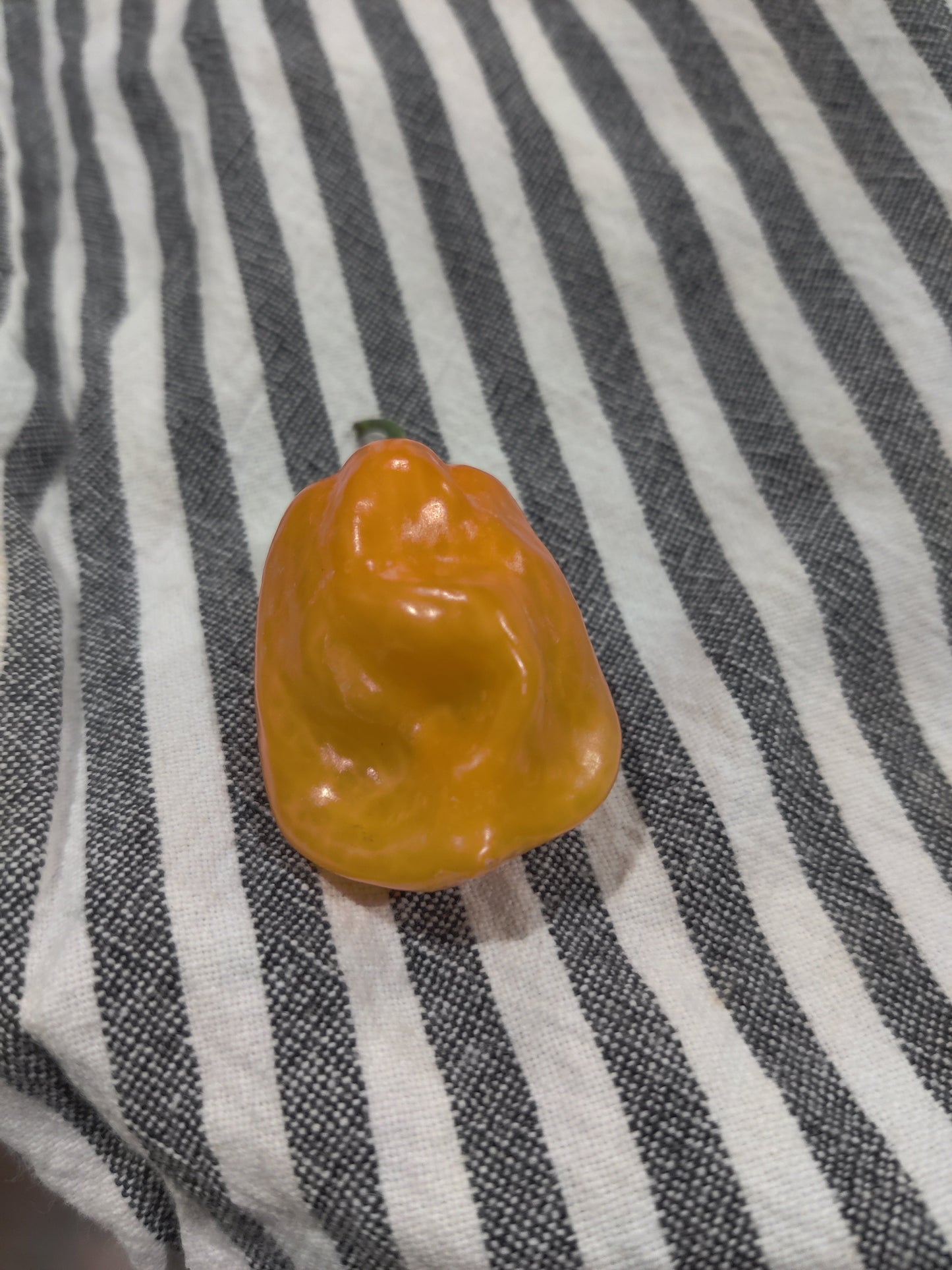 Fresh Homegrown Habanero Peppers – Pack of 5