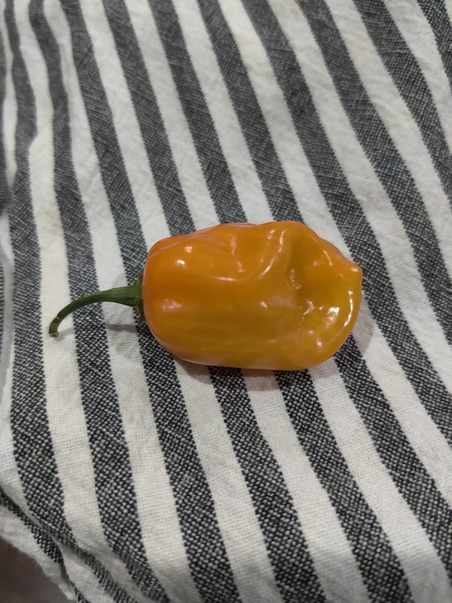 Fresh Homegrown Habanero Peppers – Pack of 5