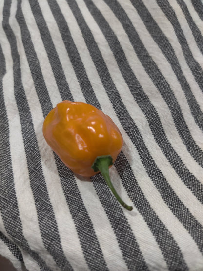Fresh Homegrown Habanero Peppers – Pack of 5