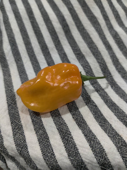 Fresh Homegrown Habanero Peppers – Pack of 5